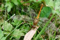 Sympetrum sanguineum