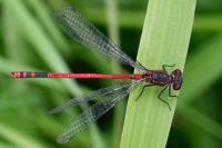 Pyrrhosoma nymphula