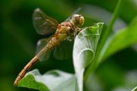 Sympetrum meridionale