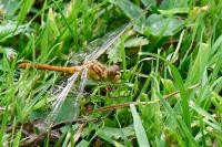 Sympetrum meridionale