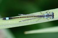 Ischnura elegans