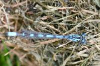 Enallagma cyathigerum