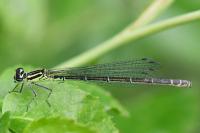 Enallagma cyathigerum