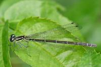 Enallagma cyathigerum