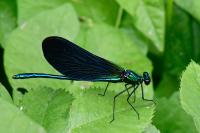 Calopteryx splendens