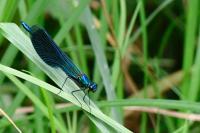Calopteryx splendens