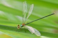 Chalcolestes viridis