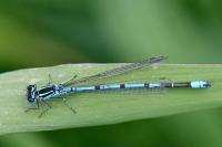 Coenagrion puella