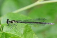 Coenagrion puella