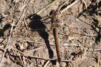 Sympetrum striolatum