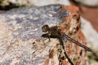 Sympetrum striolatum