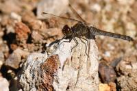 Sympetrum striolatum