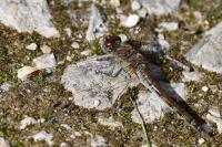 Sympetrum striolatum