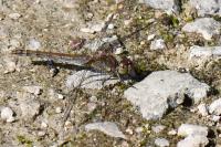 Sympetrum striolatum