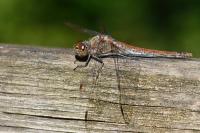 Sympetrum striolatum