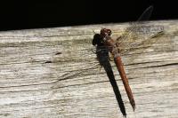 Sympetrum striolatum