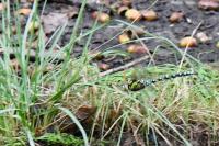 Aeshna cyanea