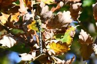Aeshna cyanea