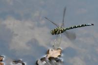 Aeshna cyanea