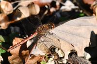 Sympetrum striolatum