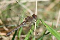 Sympetrum striolatum