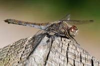 Sympetrum striolatum