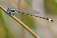 Ischnura elegans