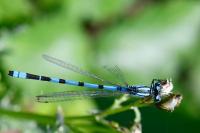 Enallagma cyathigerum