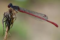 Ceriagrion tenellum