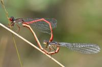 Ceriagrion tenellum