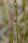 Chalcolestes viridis