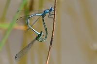 Coenagrion puella