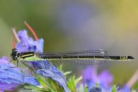 Ischnura elegans