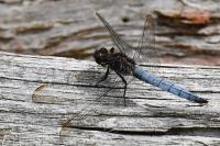 Orthetrum coerulescens