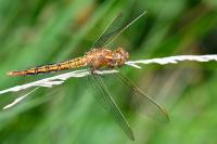 Orthetrum coerulescens