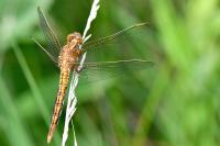 Orthetrum coerulescens
