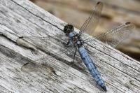 Orthetrum brunneum