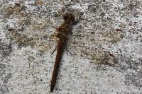 Sympetrum striolatum