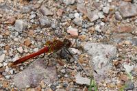 Sympetrum sanguineum