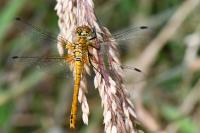 Sympetrum sanguineum