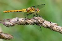 Sympetrum sanguineum