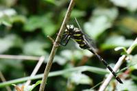 Cordulegaster boltonii