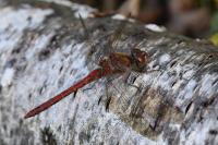 Sympetrum striolatum