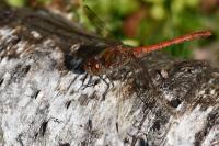 Sympetrum striolatum