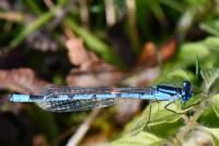 Enallagma cyathigerum