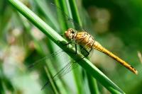 Sympetrum sanguineum