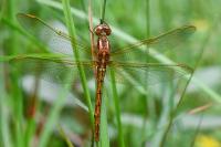 Orthetrum coerulescens