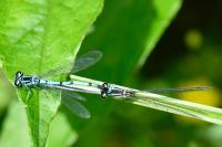 Coenagrion puella