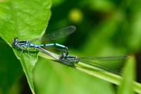 Coenagrion puella