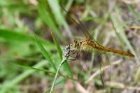 Sympetrum meridionale